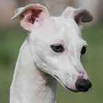 About Time's Silver Lining - White Italian Greyhound